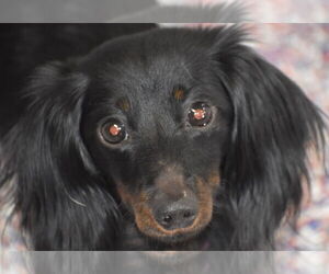 Dachshund Dogs for adoption in Shelbyville, TN, USA