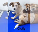 Small #1 Red Heeler Mix