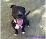 Small American Pit Bull Terrier Mix