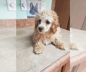Poodle (Toy) Puppy for sale in PHILIP, SD, USA