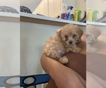 Small #7 YorkiePoo