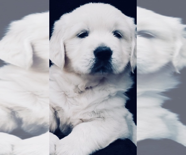 Medium Photo #2 English Cream Golden Retriever Puppy For Sale in PHILLIPSBURG, NJ, USA