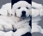 Small #1 English Cream Golden Retriever