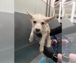 Siberian Husky Dogs for adoption in Tracy, CA, USA