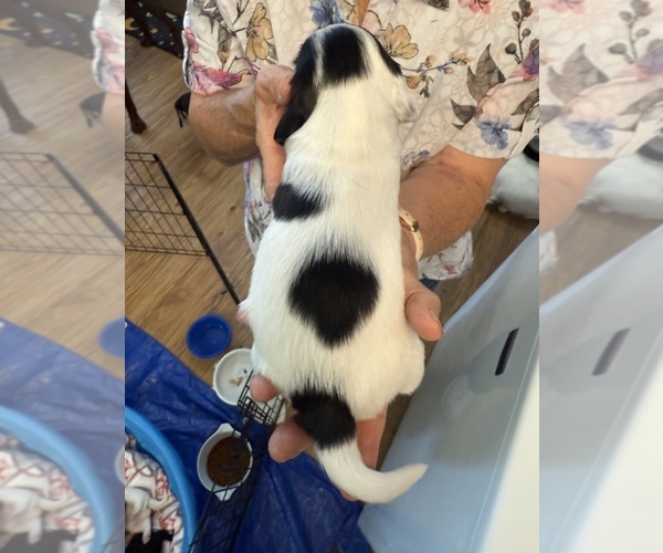 Medium Photo #6 Dachshund Puppy For Sale in ASHLAND, NE, USA