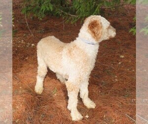 Poodle (Miniature) Puppy for sale in STANLEY, WI, USA