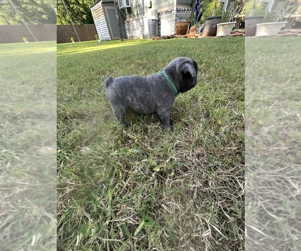 Medium Photo #7 French Bulldog Puppy For Sale in ORANGE, TX, USA