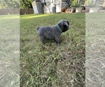 Small #6 French Bulldog
