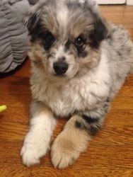 Miniature Australian Shepherd Puppy for sale in MALDEN, MA, USA