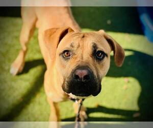 American Pit Bull Terrier Dogs for adoption in Orlando, FL, USA
