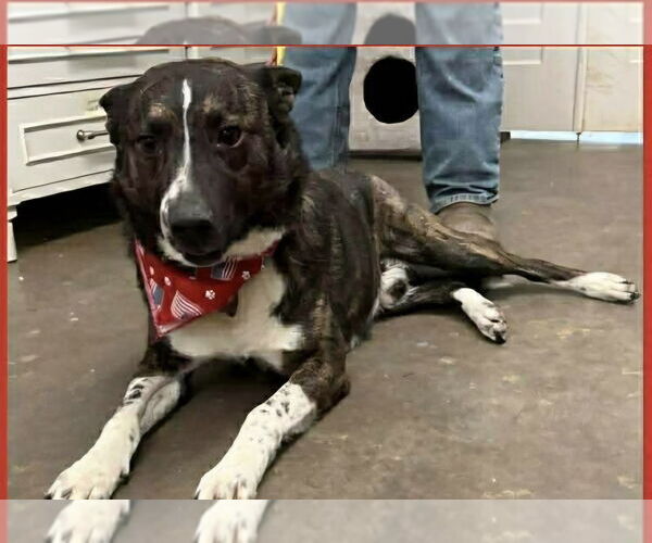 Medium Photo #2 Mutt Puppy For Sale in Aurora, IN, USA