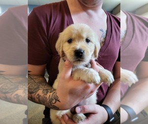 Golden Retriever Dog for Adoption in BUFFALO GROVE, Illinois USA