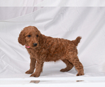 Puppy Rosie Goldendoodle