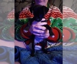 Puppy Puppy 1 Chihuahua-Puggle Mix