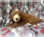 Small #5 Cavapoo