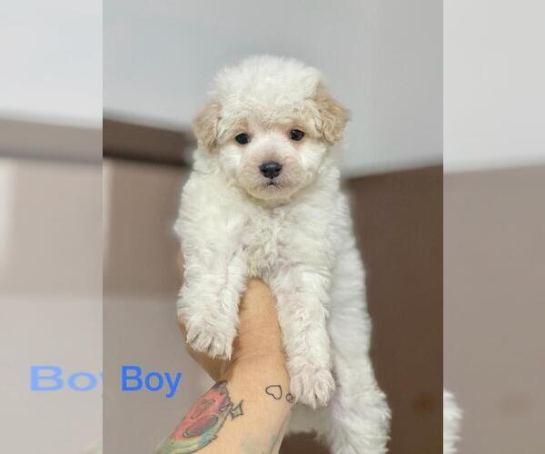 Medium Photo #6 Maltipoo Puppy For Sale in BALDWIN PARK, CA, USA