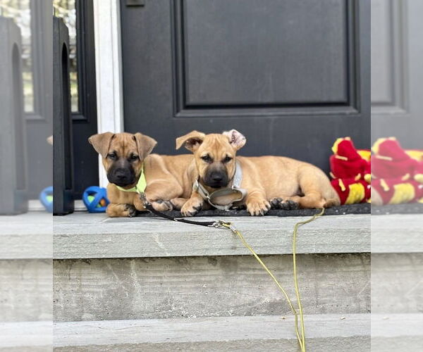 Medium Photo #7 Labrador Retriever-Unknown Mix Puppy For Sale in Brewster, NY, USA