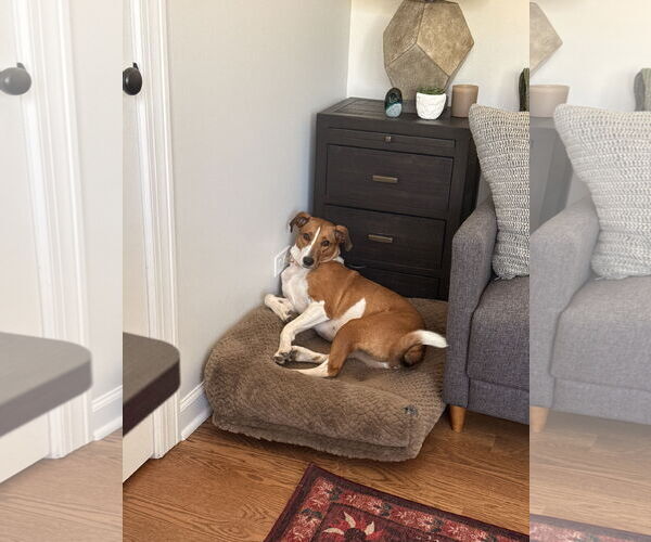 Medium Photo #2 American Foxhound-Unknown Mix Puppy For Sale in Plainfield, IL, USA