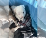 Puppy Illari Australian Shepherd