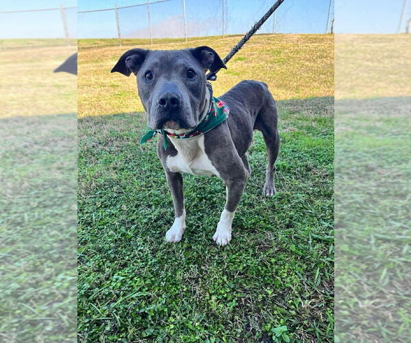 Medium Photo #2 Mutt Puppy For Sale in Abbeville, LA, USA