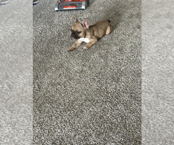 Medium Photo #1 French Bulldog Puppy For Sale in FLORENCE, KY, USA