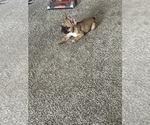 Small French Bulldog