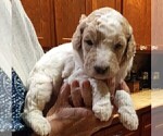 Small Photo #6 Goldendoodle Puppy For Sale in TURIN, NY, USA
