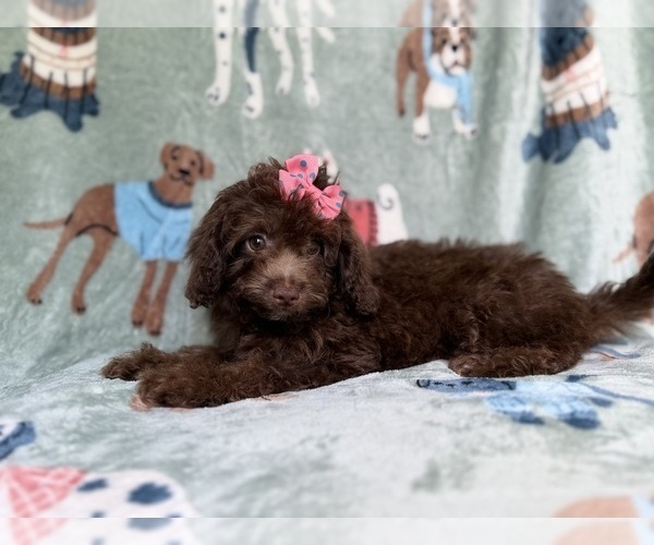 Medium Photo #2 Cavapoo (Miniature) Puppy For Sale in LAKELAND, FL, USA