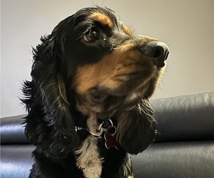 Father of the Cocker Spaniel puppies born on 08/27/2025