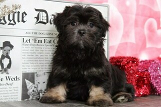 Lhasa Apso Puppy for sale in BEL AIR, MD, USA