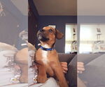 Small Black Mouth Cur-Boxer Mix