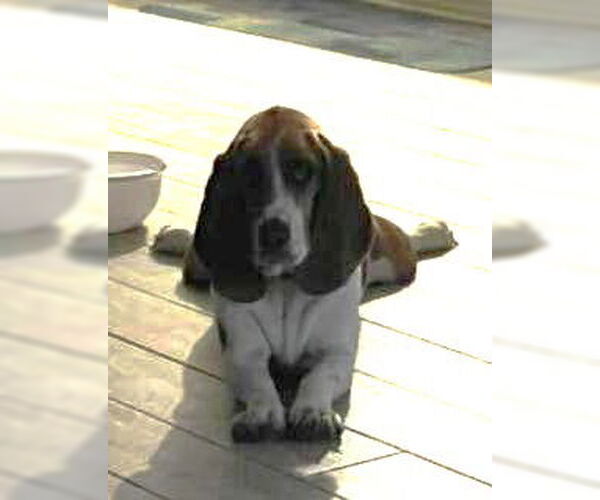 Medium Photo #10 Basset Hound Puppy For Sale in Deepwater, NJ, USA