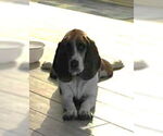 Small #9 Basset Hound