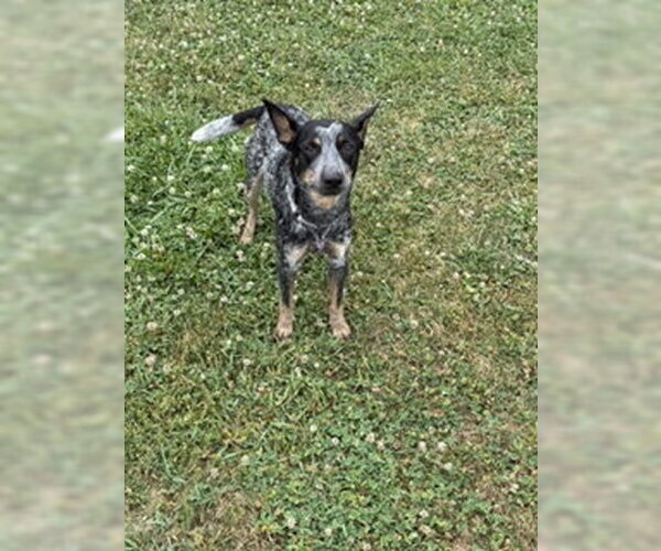 Medium Photo #3 Mutt Puppy For Sale in Garden City, NY, USA