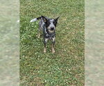 Small #2 Mutt