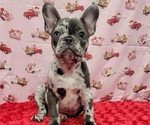 Small Photo #2 French Bulldog Puppy For Sale in BLAKESBURG, IA, USA