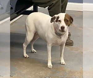 Beagle-Unknown Mix Dogs for adoption in Minneapolis, MN, USA