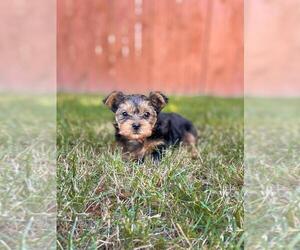 Yorkshire Terrier Puppy for sale in LYNNWOOD, WA, USA