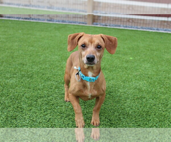 Medium Photo #2 Dachshund-Unknown Mix Puppy For Sale in Chestertown, MD, USA
