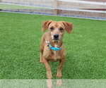 Small #1 Dachshund Mix