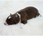 Small Photo #8 Border Collie Puppy For Sale in STRAFFORD, MO, USA