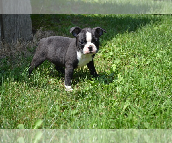 Medium Photo #3 Boston Terrier Puppy For Sale in GREENWOOD, WI, USA