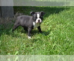 Small Photo #3 Boston Terrier Puppy For Sale in GREENWOOD, WI, USA