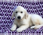 Small Photo #2 English Cream Golden Retriever Puppy For Sale in LANCASTER, PA, USA