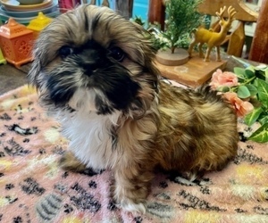 Shih Tzu Puppy for sale in BOULDER CITY, NV, USA