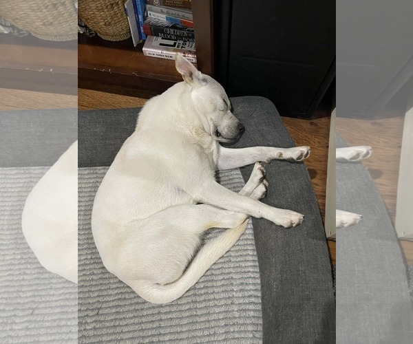 Medium Photo #4 Labrador Retriever-Unknown Mix Puppy For Sale in Rockaway, NJ, USA