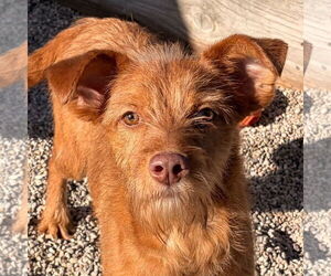 Mutt Dogs for adoption in Jefferson, WI, USA