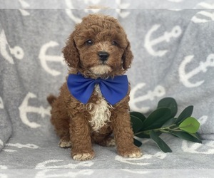 Cavapoo-Poodle (Miniature) Mix Puppy for sale in CEDAR LANE, PA, USA