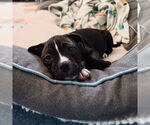 Small #1 American Pit Bull Terrier Mix