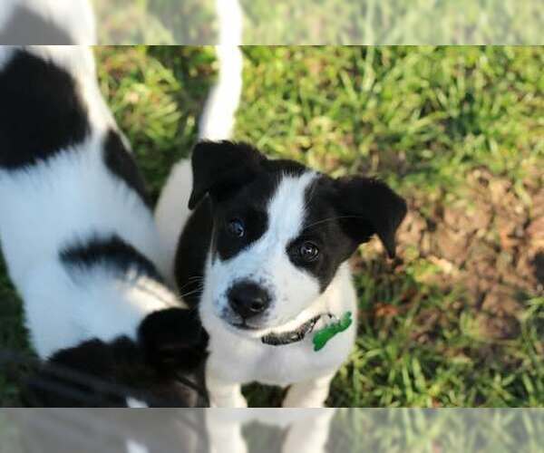 Medium Photo #3 American Staffordshire Terrier-Border Collie Mix Puppy For Sale in Princeton, MN, USA